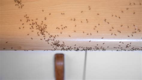 大量螞蟻出現